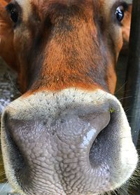 Close-up portrait of horse