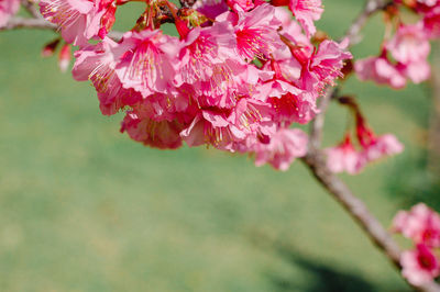 Close-up of pink cherry blossoms in spring