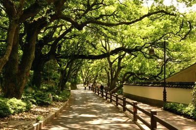 Footpath amidst trees in park