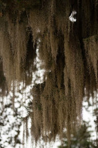 Low angle view of trees