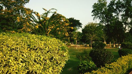 Trees and plants in park against sky