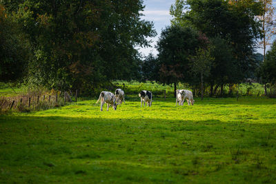 Horses grazing in a field