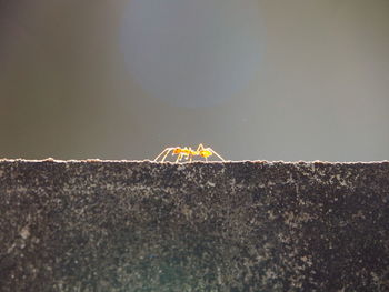 Close-up of insect on wall