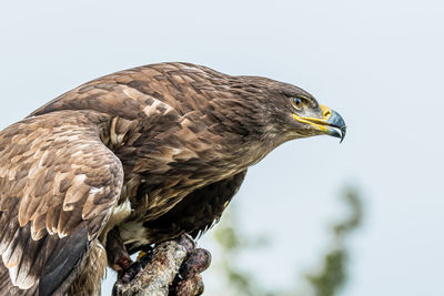 Close-up of golden eagle