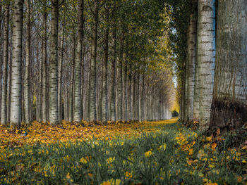 Yellow flowers growing on field