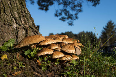 Close-up of mushroom growing by tree trunk