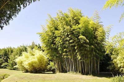 Pine trees in forest against sky