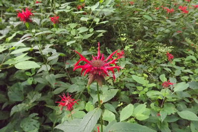 Full frame shot of red flowers