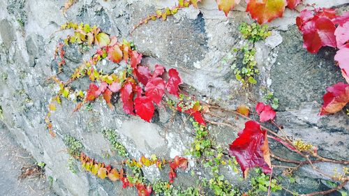 Close-up of multi colored leaves