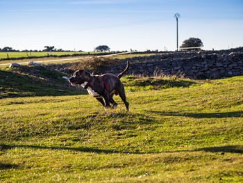 Dog in a field