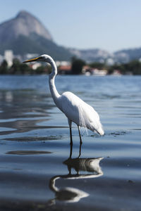 Bird on a lake