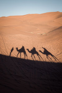 Shadow of people riding camels on sand at desert