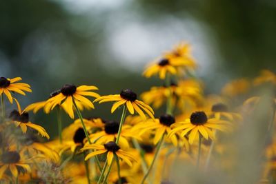 Close-up of yellow flowers blooming in field