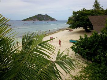 High angle view of palm trees on beach