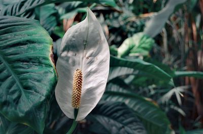 Close-up of white flowering plant on field