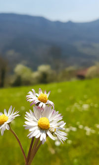 Close-up of white flowering plant on field