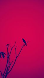 Low angle view of silhouette bird flying against the sky