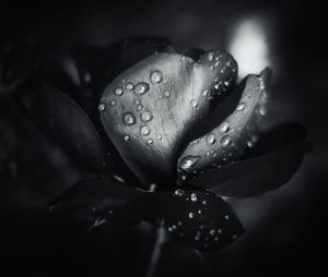 Close-up of wet flower