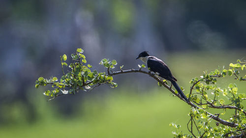 Bird perching on a tree