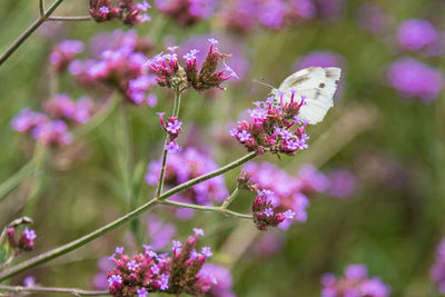 Close-up of butterfly on pink flowering plant