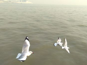 High angle view of swan swimming in lake