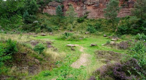 Scenic view of landscape