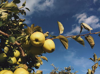 Low angle view of fruits growing on tree against sky