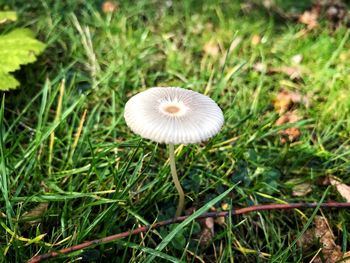 Close-up of mushroom growing on field