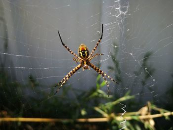 Close-up of spider on web