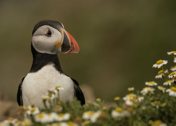 Close-up of a bird looking away