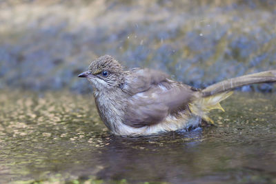 Close-up of a bird