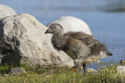 Close-up of bird in grass