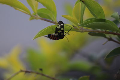 Close-up of butterfly pollinating on leaf