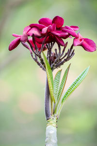 Close-up of pink flowers blooming outdoors