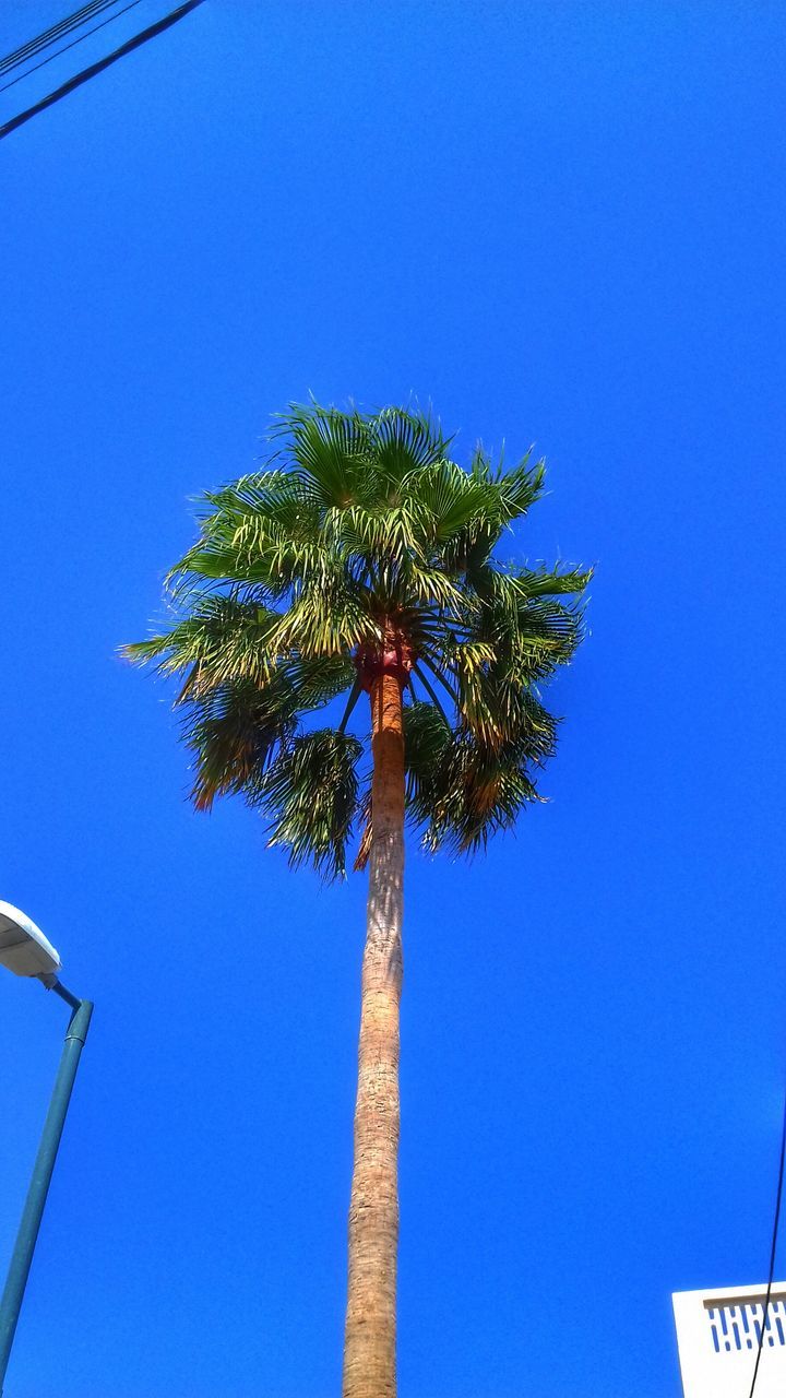 low angle view, blue, palm tree, clear sky, tall - high, tree trunk, growth, day, scenics, outdoors, beauty in nature, nature, tranquility, tall, electric light, no people, tranquil scene