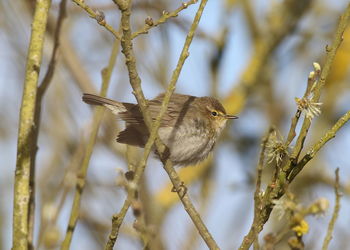 Close-up of bird perching on flower