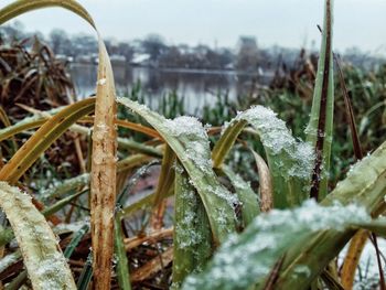 Close-up of frozen plants during winter