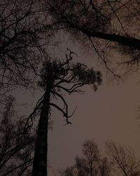 Low angle view of bare trees against sky at sunset