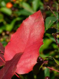 Close-up of red maple leaves