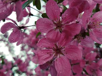 Close-up of pink flowers blooming on tree