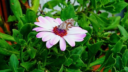 Close-up of bee on pink flower