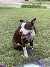 My rescue american bulldog over the photo shoot 