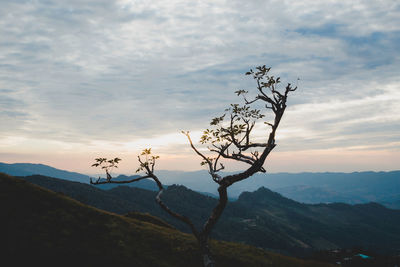 Bare tree on landscape against sky during sunset