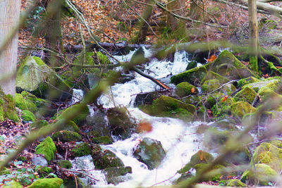 Close-up of plants growing in forest