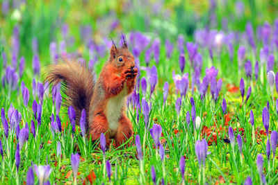 Squirrel on flower field