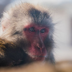 Close-up portrait of a monkey