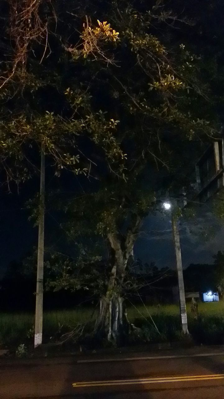 night, tree, illuminated, street light, tranquility, long exposure, nature, sky, outdoors, lighting equipment, motion, growth, grass, no people, tranquil scene, glowing, light - natural phenomenon, branch, scenics, beauty in nature