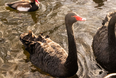 High angle view of swan swimming in lake