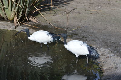 High angle view of swan in water