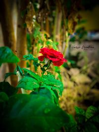 Close-up of red flowering plant